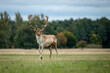 A close up portrait of a fallow deer buck as it stands in a field with a natural background and is looking at the camera