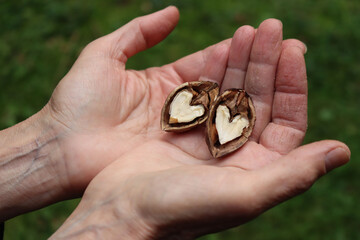 Close-up of old woman hand holding two halves of a walnut in shape of heart against green nature background