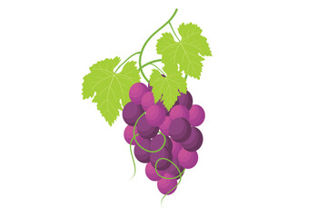 Wall Mural - grapes. vector of grapes on a tree branch. illustration of purple fruits from tropical plants
