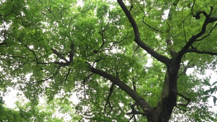 Wall Mural - trees in park with sunlight