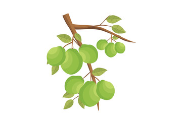 Wall Mural - guava. green guava vector. illustration of green guava fruits from tropical plants
