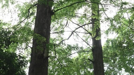 Wall Mural - trees in park with sunlight