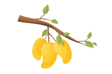 Wall Mural - mangoes. vector yellow mango fruit. illustration of mango fruit on a tree branch with green leaves. 
