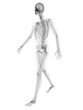 3d rendered medically accurate illustration of a walker x-ray