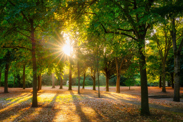 Wall Mural - Sunrise in autumn forest wit sun flare