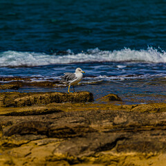 Poster - seagull on a rock