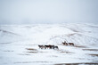 horses on snowfield