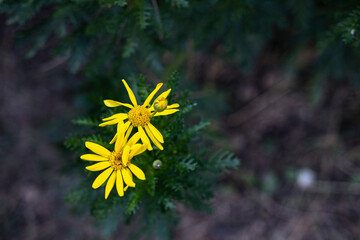 flower in a garden in autumn