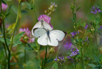 Wall Mural - Large cabbage white on a clover blossom. Butterfly in natural environment. Pieris brassicae.
