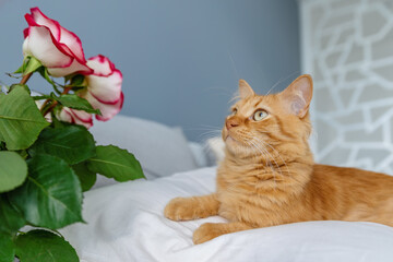 Wall Mural - A ginger kitten lies on the bed and looks at a bouquet of red roses.