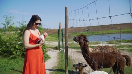 Poster - Female in an orange dress feeding lamas behind the fence