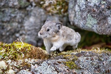 Sticker - Beautiful view of American Pika (Ochotona princeps) among stones in its habitat