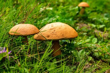 Wall Mural - Closeup shot of the penny bun mushrooms in a forest