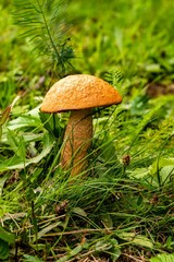 Wall Mural - Vertical shot of a penny bun mushroom in a forest