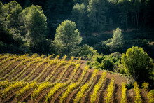 Landscape Of Vineyards During Autumn In The Wine-producing Area Of Denomination Of Origin Penedes In The Province Of Barcelona