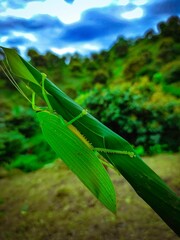 Wall Mural - Closeup of a grasshopper in natural habitat on green grass with blurry background