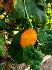 Wall Mural - Closeup of organic yellow gac fruit (Momordica cochinchinensis) ripe fruit in branch under sunlight