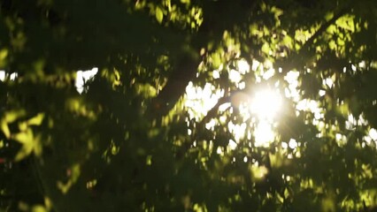 Sticker - growth tree in sunbeam