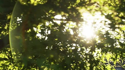 Sticker - growth tree in sunbeam