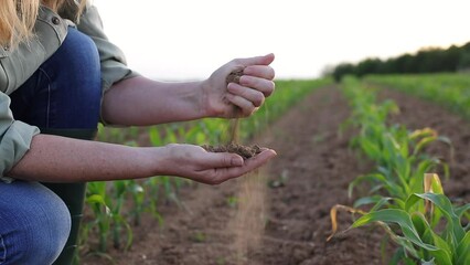 Wall Mural - Drought in agricultural field. Farmer holding dry soil in hand and control quality of fertility at arid climate. Impact of climate change on agriculture