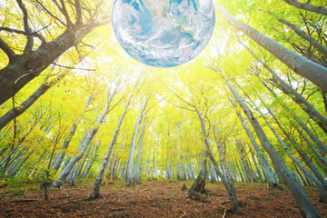 Wall Mural - Forests are important for our planet Earth. Elements of this image furnished by NASA.
