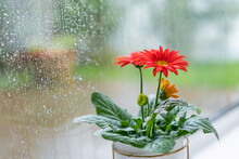 Red Gerbera Flower On Rainy Glass Window Background. Rainy Day. Texture Of Rain Drops, Wet Glass. Feelings, Sadness, Loneliness. Seasonal Atmospheric Lyrical Romantic Greeting Card. Selective Focus.