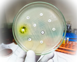 Sticker - Antimicrobial susceptibility testing in petri dish. Antibiotic resistance of bacteria