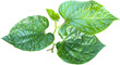 green betel leaf  clipart png