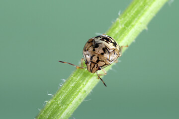 The beautiful metallic Brown Beetle isolated in green background.