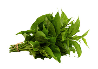 Gymnema inodorum branch green leaves isolated on white background.