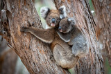 Koala with Joey
