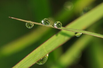 Wall Mural - Green grass in the morning with dew drops on the natural background