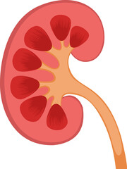 healthy kidney