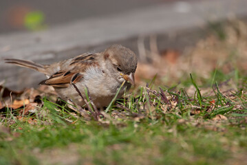 House Sparrow in the Grass