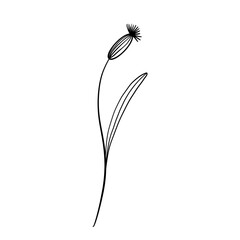 Wildflower line doodle isolated 