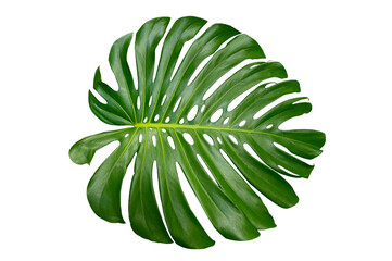Wall Mural - Monstera leaves leaves with Isolate on white background Leaves on white