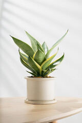 Decorative sansevieria plant on wooden table in living room. Sansevieria trifasciata Prain in gray ceramic pot.