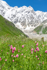 Wall Mural - Knotweed blooming on a mountain slope in the Caucasus Mountains