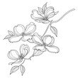 Branch of outline American dogwood or Cornus Florida flower and leaves in black isolated on white background. 