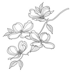 Wall Mural - Branch of outline American dogwood or Cornus Florida flower and leaves in black isolated on white background. 