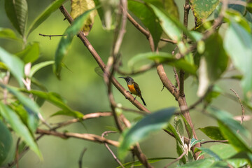 Wall Mural - Black-throated sunbird (Aethopyga saturata) at Lava, Kalimpong, India