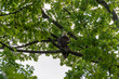 Bald Eagle Perched On A Tree Branch