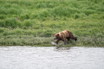 Wall Mural - Alaskan brown bear fishing