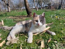 Calico Cat Lying On A Grass In A Park On A Sunny Day