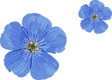 Blue Flowers Isolated. Realistic Flowers. Cornflowers, Flax