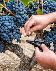 Wall Mural - Cannonau grapes. Agronomist measures the level of sugars in grapes with the refractometer. Agriculture.