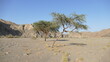 Dwa drzewa na środku wschodniej egipskiej pustynii