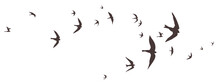Flock Of Birds Flying In The Sky, Bird Png, Animal Or Nature Illustration Of Black Outlines Or Silhouettes Of Group Of Birds In Flight Pattern, Wildlife Drawing Or Sketch