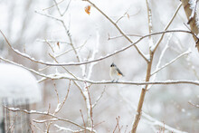 Tufted Titmouse On Snowy Branch