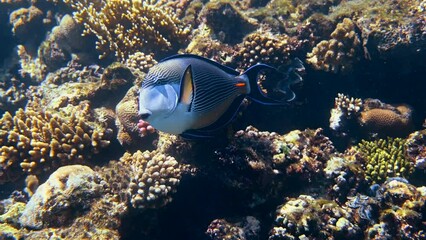 Wall Mural - Arabian surgeon fish swimming in Red Sea in Egypt